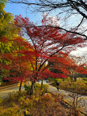 Fototapeta premium A serene path leads through a park adorned with a crimson maple ; A vibrant Japanese maple tree steals the show with its fiery foliage