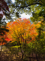 Fototapeta premium A magical moment of golden light filtering through autumn leaves ; A peaceful forest bathed in the warm glow of autumn.