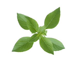 thai basil herb isolted, top view, png