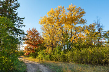 Fall foliage country road scene in Brooklyn Park Minnesota at the Mississippi Gateway Regional Park during an autumn evening at golden hour