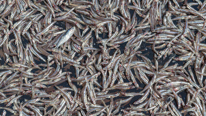 Sun-dried anchovies are dried on a rack