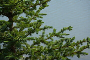Vivid green pine tree in front of calm light blue water
