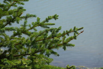 Vivid green pine tree in front of calm light blue water