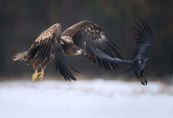 White tailed eagle ( Haliaeetus albicilla) chasig raven