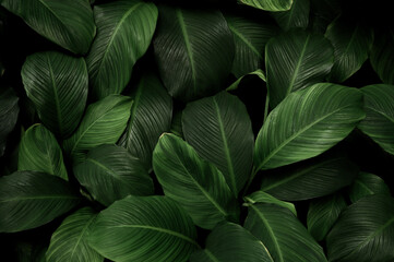 abstract green leaf texture, nature background, tropical leaf.