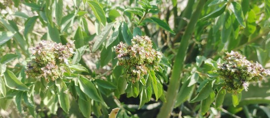 green grass background, Green Flower Aesthetic for Fresh, Minimalist Decor
