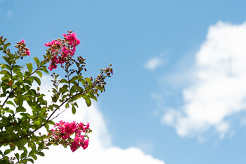 Crape myrtle flower blooming in the tree