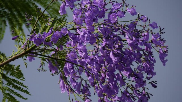 Closeup shot of Jacaranda flower or Jacaranda mimosifolia a purple-colored flowering tree with green leaves.