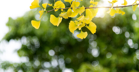 Background of yellow ginkgo tree leaves