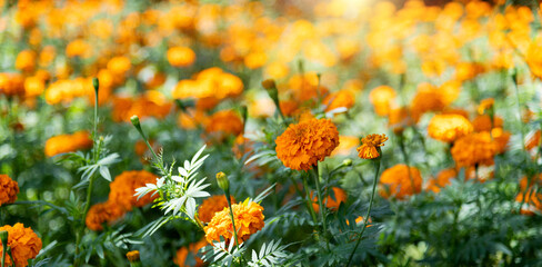 Marigold flowers blossom in the garden