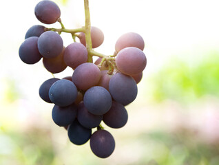 Purple grapes on the vine