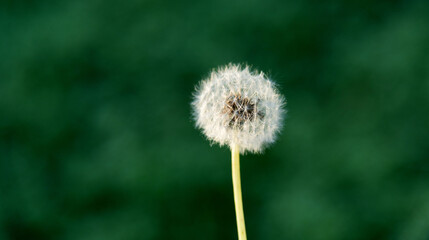 Naklejka premium Dandelion blooming in the garden
