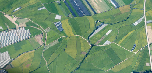 Aerial view of rice field