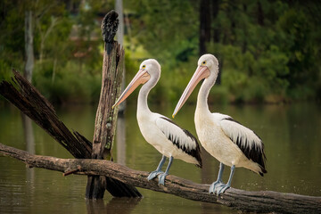 Pelicans hanging out at the lake