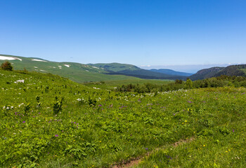 spring-flowering of plants in alpine meadows in natural conditions walking in nature