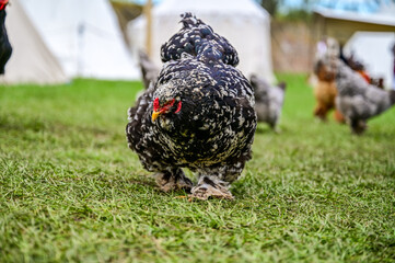 black and white spotted or pied Brahma chicken, on a green meadow