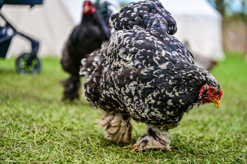 black and white spotted or pied Brahma chicken, on a green meadow