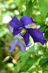 夏の紫のクレマチス