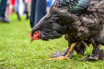 black and white spotted or pied Brahma chicken, on a green meadow
