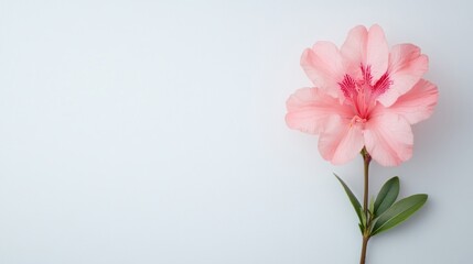 Fototapeta premium Delicate Azalea Blossom on Crisp White Canvas, featuring vibrant petals, minimalist aesthetic, open space inviting focus on floral beauty and serene simplicity.