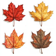 Fototapeta premium Autumn Leaves in Watercolor, Four intricately detailed leaves in vibrant red, orange, yellow, and brown hues, arranged on a clean white background, showcasing delicate textures and natural veins.