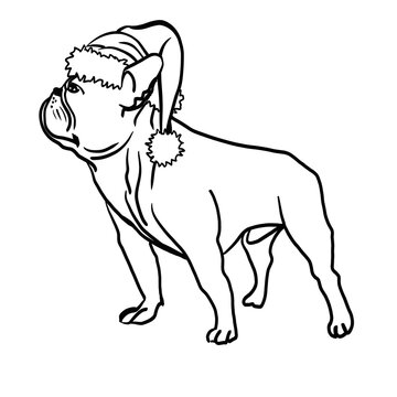 recommend clip art: French bulldog standing. There is a New Year's hat on his head. flat muzzle, ears raised. Black and white sketch. drawn with a line. New Year's bulldog.
