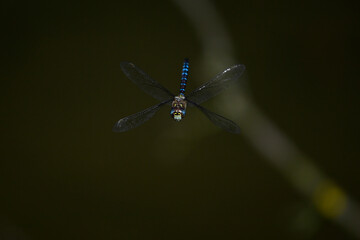 Herbst-Mosaikjungfer // Migrant hawker (Aeshna mixta)