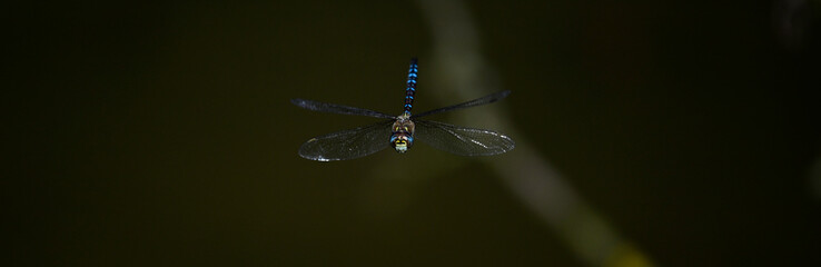 Herbst-Mosaikjungfer // Migrant hawker (Aeshna mixta)