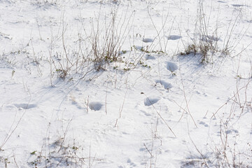 Shadows are blue snow. Natural winter natural background. The concept of the first snow, morning frosts, cold. Dry blades of grass make their way through the snowdrifts. Abstract texture, copy space.