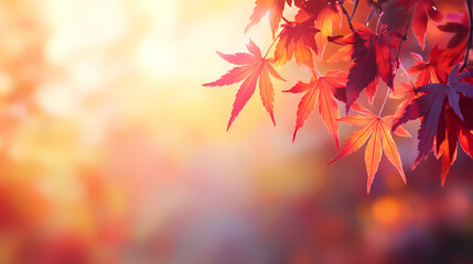 Autumn maple leaves under the sunlight