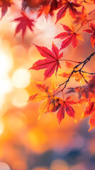 Fototapeta premium Autumn maple leaves under the sunlight