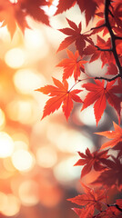 Fototapeta premium Autumn maple leaves under the sunlight