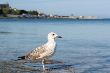 Seagull sea beach. A close-up portrait of a bird standing in the blue water. A minimalist natural composition, a seagull looks directly into the camera and poses. The concept of freedom, rest, privacy