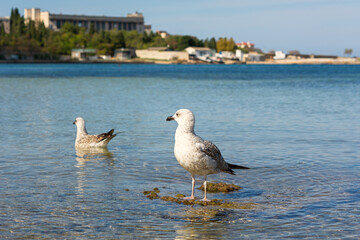 Seagull sea beach. A close-up portrait of a bird standing in the blue water. A minimalist natural composition, a seagull looks directly into the camera and poses. The concept of freedom, rest, privacy