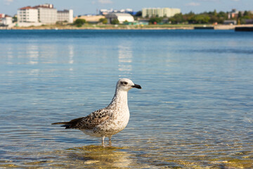Seagull sea beach. A close-up portrait of a bird standing in the blue water. A minimalist natural composition, a seagull looks directly into the camera and poses. The concept of freedom, rest, privacy
