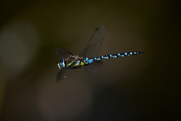 Herbst-Mosaikjungfer // Migrant hawker (Aeshna mixta)