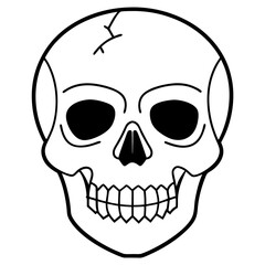 human skull vector