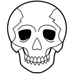 human skull