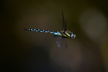 Herbst-Mosaikjungfer // Migrant hawker (Aeshna mixta)