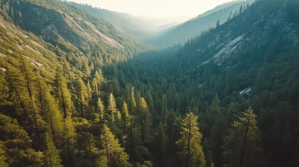 Fototapeta premium Aerial view of a lush green valley surrounded by mountains and dense pine trees during golden hour in a remote wilderness setting