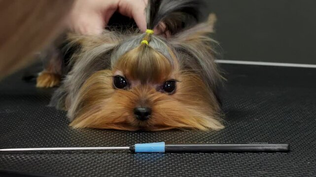 Cropped image of female groomer grooming Yorkshire Terrier with scrunchies in hair. Professional is styling adorable puppy at salon. Portrait of cute dog with brown silky fur.