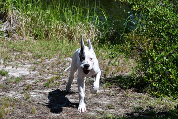 4 Month Old Great Dane Puppy Playing along the Banks of a Canal in Orange Beach, Alabama