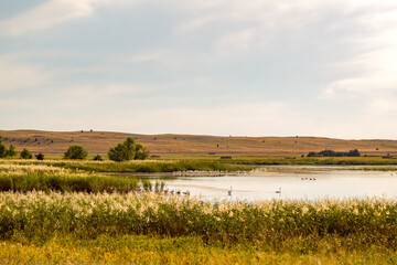 Birds in Sandhills on lake. Geese and other birds.