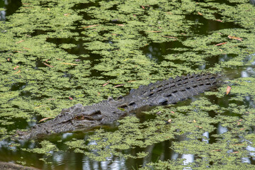 Alligator lurking in swampy water
