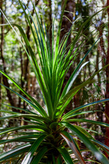 Richea pandanifolia (Pandani or Giant Grass Tree),  Tasmania, Australia