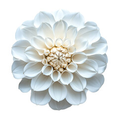 A beautiful white flower with delicate petals isolated on transparent background