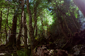 Obraz premium Cradle Mountain-Lake St Clair National Park, Tasmania, Australia