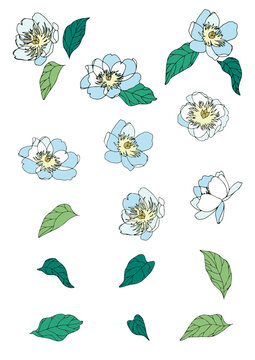 芍薬の花のイラストセット