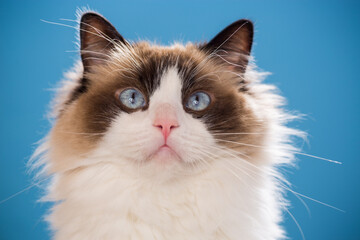 portrait of a beautiful young healthy Ragdoll cat