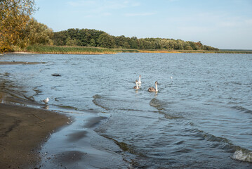 Swans in Curonian Lagoon on Curonian Spit in village Lesnoy. Russia